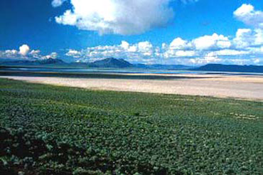 fields