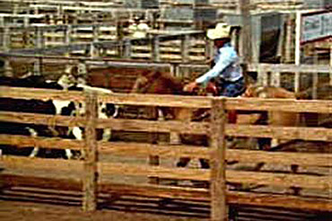 fields rodeo